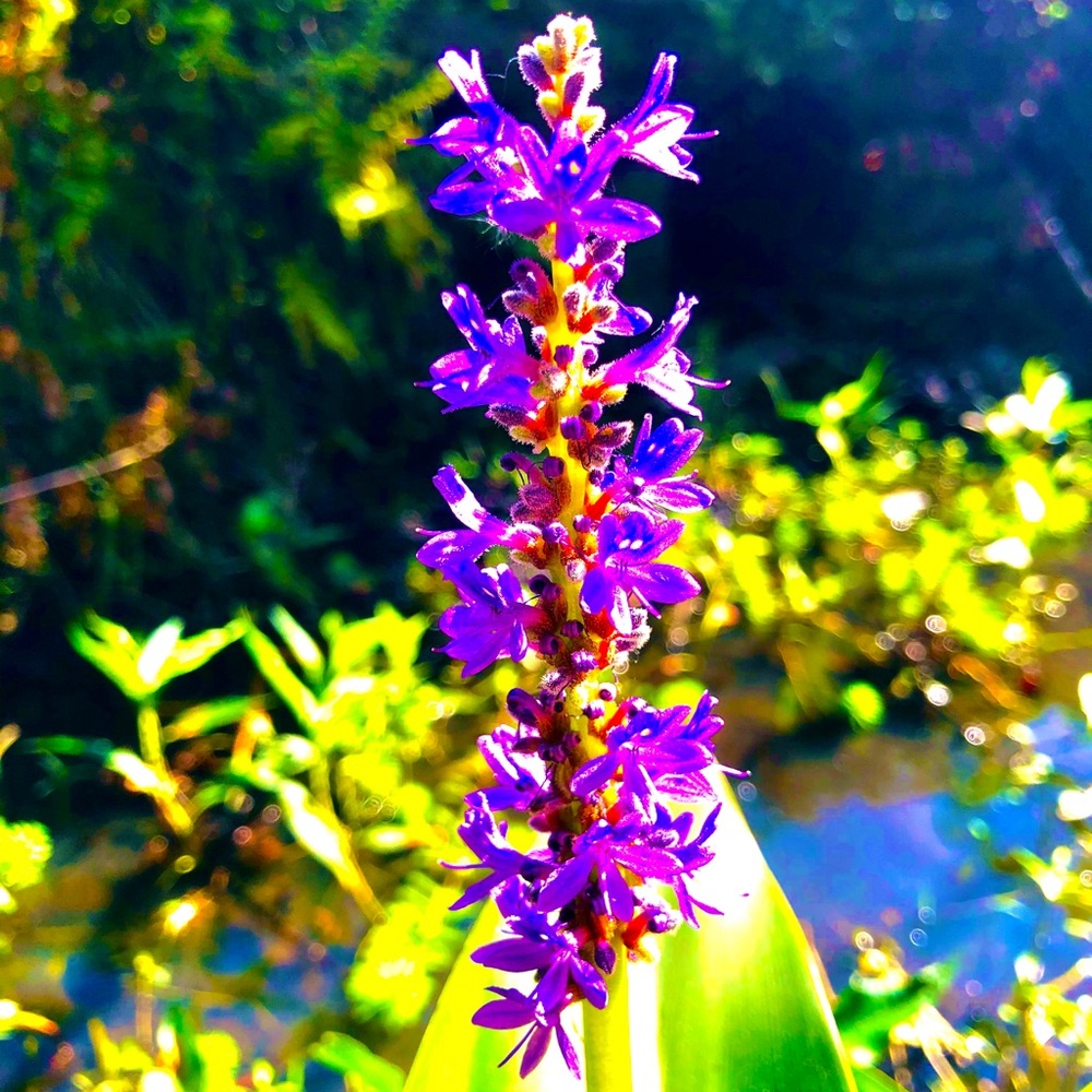 Meet your Posher, Samanta